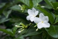 Hydrolat Jasminblüten