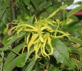 Bild 1 von Hydrolat Ylang-Ylang