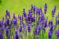 Hydrolat Lavendelblüten