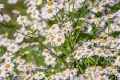 Hydrolat Kamillenblüten