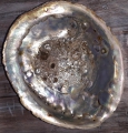 Bild 1 von Abalone Muschel - mit Holzdreibein