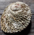 Bild 2 von Abalone Muschel - mit Holzdreibein